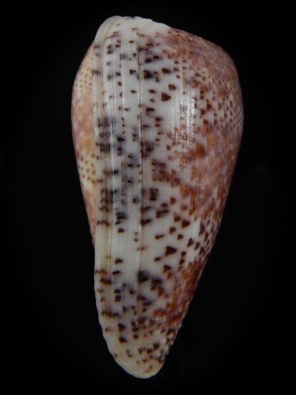 Textilia adamsonii 47.34 mm Gem-76800