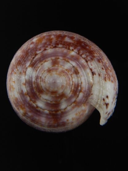 Textilia adamsonii 47.34 mm Gem-76801