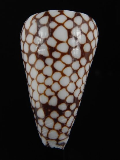 Eugeniconus marchionatus ..Big size... 44.15 mm Gem-76839