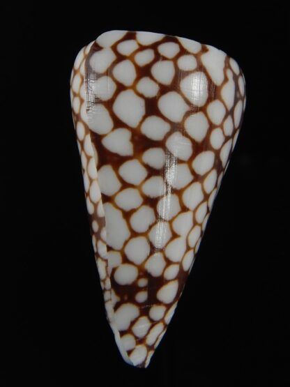 Eugeniconus marchionatus ..Big size... 44.15 mm Gem-76840