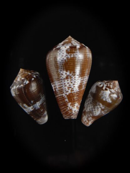 Pionoconus catus fuscoolivaceus 30.62/39.25/ 27.87 mm Gem -76849