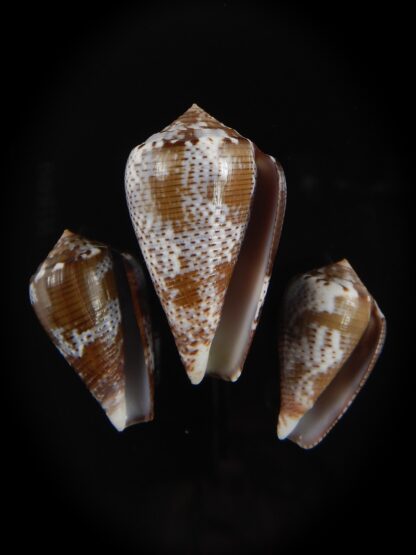 Pionoconus catus fuscoolivaceus 30.62/39.25/ 27.87 mm Gem -76850