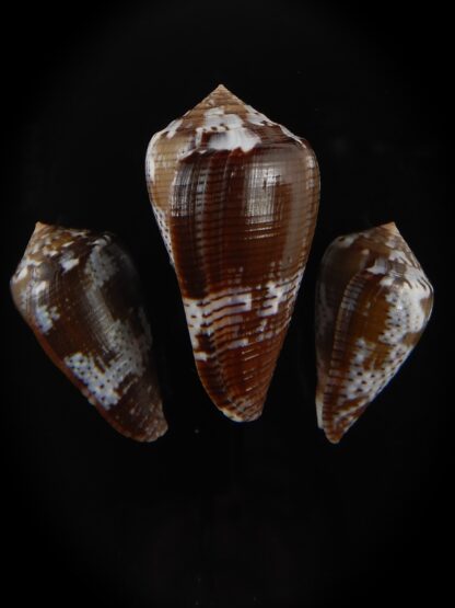 Pionoconus catus fuscoolivaceus 30.62/39.25/ 27.87 mm Gem -76851
