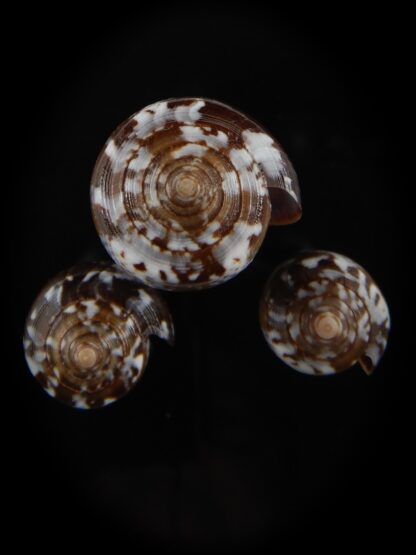 Pionoconus catus fuscoolivaceus 30.62/39.25/ 27.87 mm Gem -76853