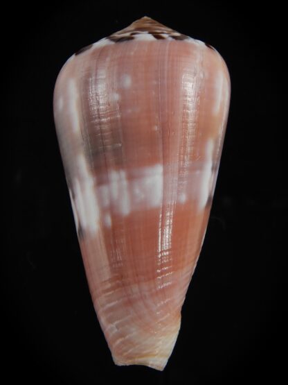 Pionoconus gauguini 71.17 mm Gem -76830