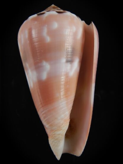 Pionoconus gauguini 71.17 mm Gem -76831