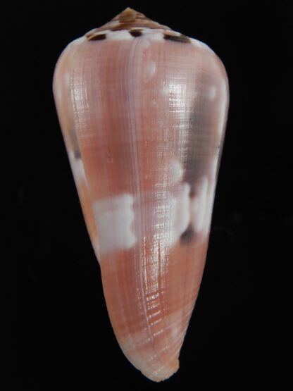 Pionoconus gauguini 71.17 mm Gem -76832