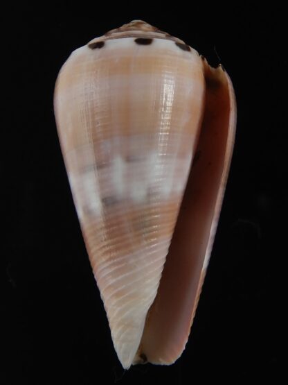 Pionoconus gauguini 54.87 mm Gem-76822