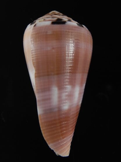 Pionoconus gauguini 54.87 mm Gem-76821