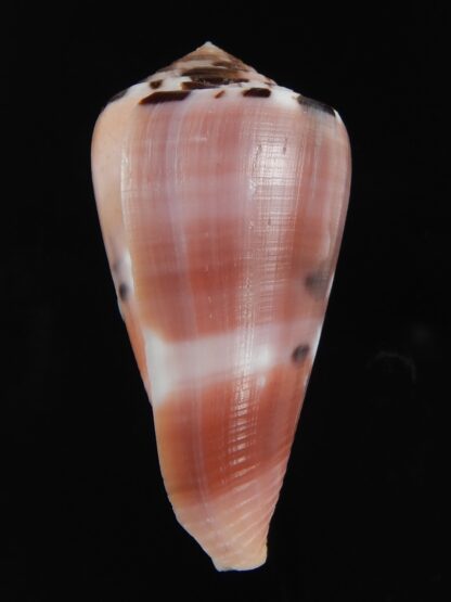 Pionoconus gauguini 52.26 mm Gem-76813