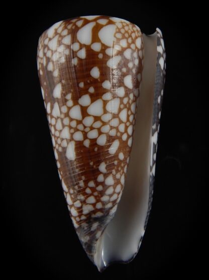 Eugeniconus nobilis gisellelieae ...GIANT... 60.10 mm Gem-76769