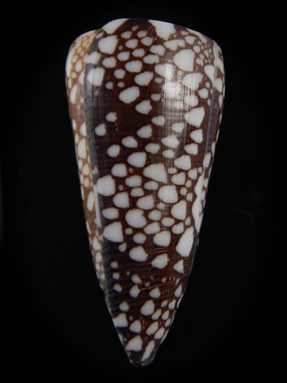 Eugeniconus nobilis gisellelieae ...GIANT... 60.10 mm Gem-76772