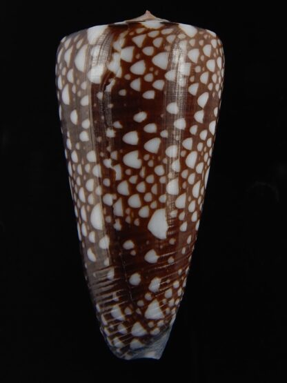 Eugeniconus nobilis gisellelieae 52.86 mm Gem-76789