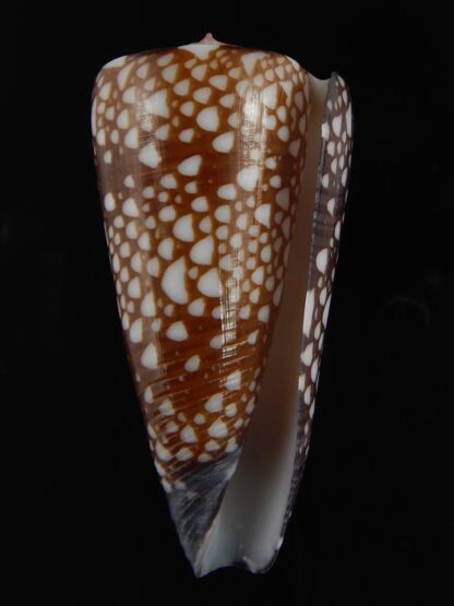 Eugeniconus nobilis gisellelieae 52.86 mm Gem-76790