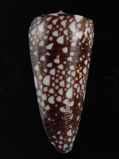 Eugeniconus nobilis gisellelieae 52.86 mm Gem-76791