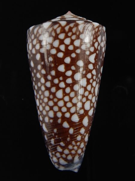 Eugeniconus nobilis gisellelieae 50.87 mm Gem-76779
