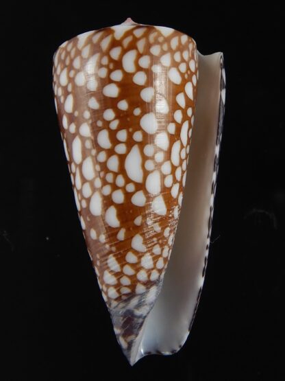 Eugeniconus nobilis gisellelieae 50.87 mm Gem-76782