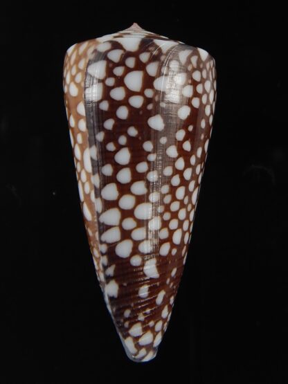 Eugeniconus nobilis gisellelieae 50.87 mm Gem-76780
