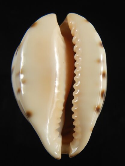 Zoila perlae perlae 38.91 mm Gem-77053