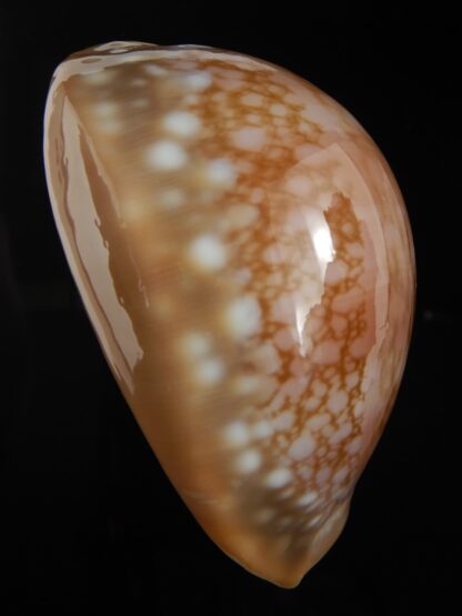 Callistocypraea broderipii ... Giant ... 88.32 mm Gem-77014