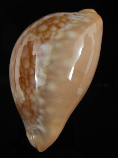 Callistocypraea broderipii ... Giant ... 88.32 mm Gem-77013