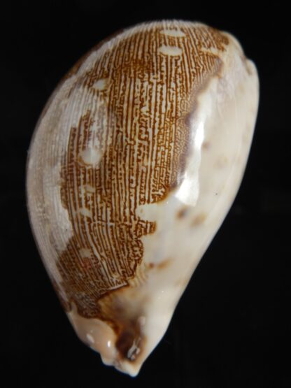 Leporicypraea mappa ...QLD... 72.31 mm Gem-77126