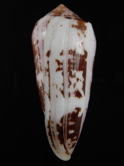 Pionoconus floccatus .. Giant Size ... 73.13 mm Gem -77211