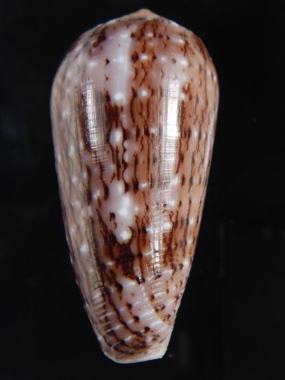 Pionoconus floccatus .. 60.65 mm Gem-77188