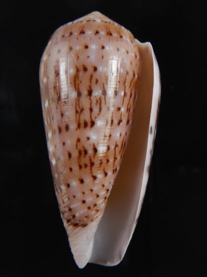 Pionoconus floccatus .. 60.65 mm Gem-77189