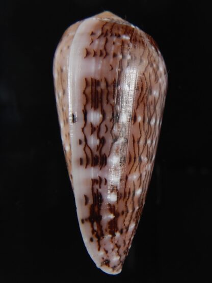 Pionoconus floccatus .. 60.65 mm Gem-77192