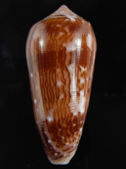Pionoconus floccatus .. 66.62 mm Gem-77198