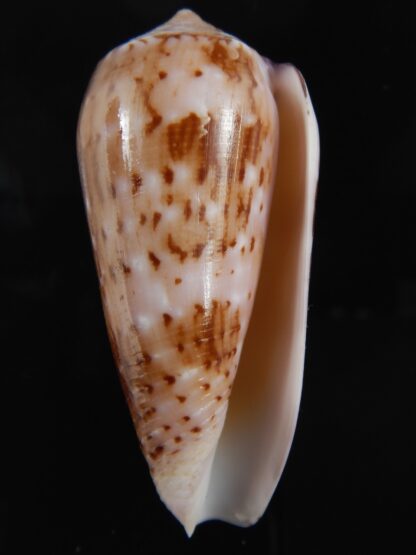Pionoconus floccatus .. 66.62 mm Gem-77199