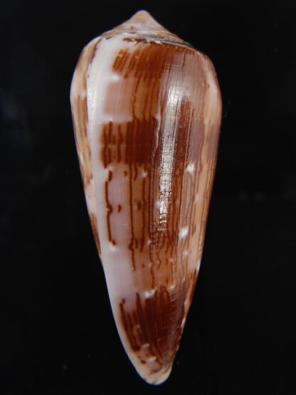 Pionoconus floccatus .. 66.62 mm Gem-77201