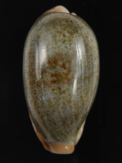 Erronea Hybryde caurica X errones.... ( cauriones ) 42.25 mm gem-77217