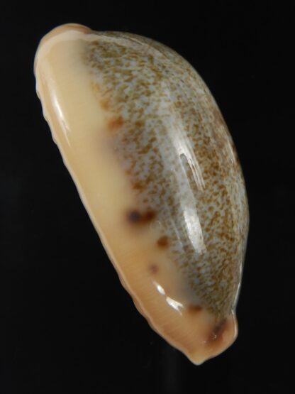Erronea Hybryde caurica X errones.... ( cauriones ) 42.25 mm gem-77214