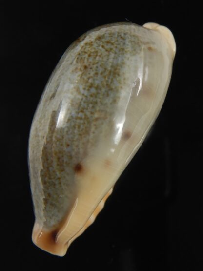 Erronea Hybryde caurica X errones.... ( cauriones ) 42.25 mm gem-77215