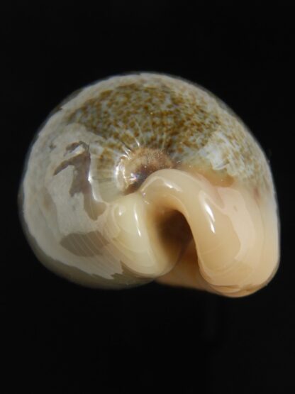 Erronea Hybryde caurica X errones.... ( cauriones ) 42.25 mm gem-77216