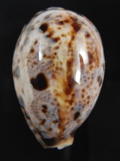 Lyncina lynx.. nodulosed.... 45.89 mm Gem-77248