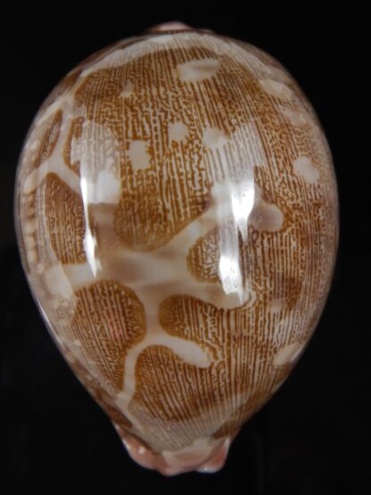 Leporicypraea mappa viridis guamensis...BIG SIZE ... 70.23 mm Gem-77577