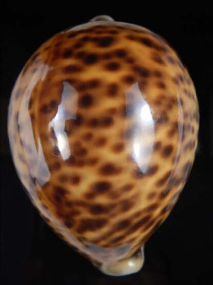 Cypraea tigris pardalis " SP colour" 84.90 mm Gem (-)-77433
