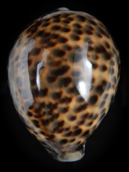 Cypraea tigris pardalis " SP colour" 76.20 mm F+++/Gem-77420