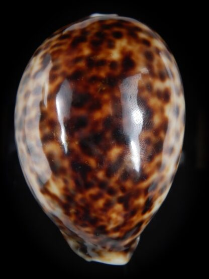 Cypraea tigris pardalis ... Rostrate SP colour.. 82.49 mm Gem-77405