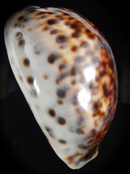 Cypraea tigris pardalis ... Rostrate SP colour.. 82.49 mm Gem-77407