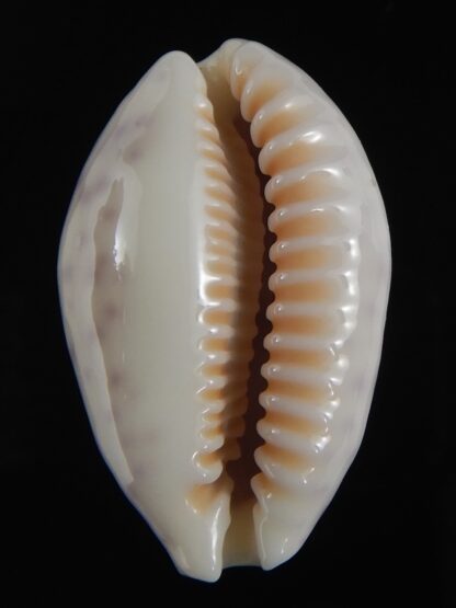 Ovatypsa chinensis whitworthi 31.80 mm Gem -77488