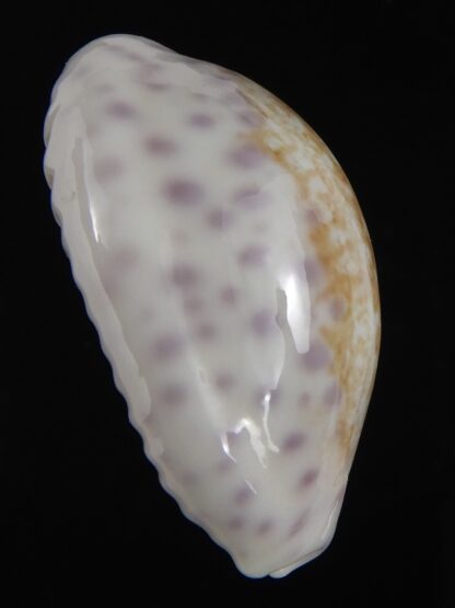Ovatypsa chinensis whitworthi 31.80 mm Gem -77493