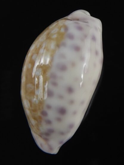 Ovatypsa chinensis whitworthi 31.80 mm Gem -77490