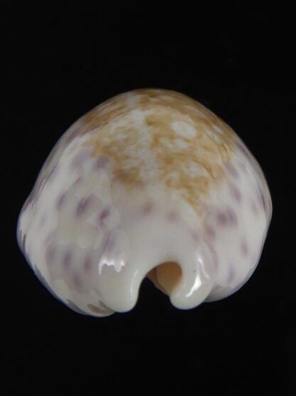 Ovatypsa chinensis whitworthi 31.80 mm Gem -77494