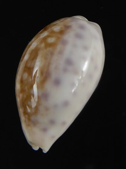 Ovatypsa chinensis whitworthi 28.57 mm Gem-77479