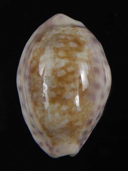 Ovatypsa chinensis whitworthi 26.76 mm Gem-77460