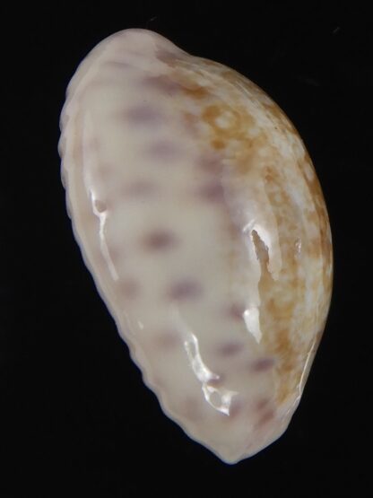 Ovatypsa chinensis whitworthi 26.76 mm Gem-77461